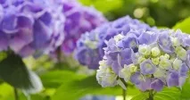 Вирощування гортензії - корисні поради гортензії