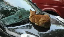 Прикмети водія - Авто - Про авто на сайті ІЛЬ ДЕ БОТЕ! водія