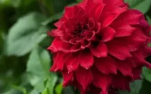 Вирощування жоржин посадка, догляд, види рослини вирощування