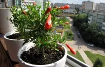 експандирана глина отглеждане къщата