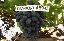 Виноград Надія Азос опис та характеристика сорту, посадка та догляд сорту