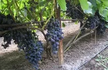 Виноград Надія Азос опис та характеристика сорту, посадка та догляд характеристика