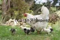 Вирощування молодняку сільськогосподарського птаха під квочками молодняку