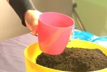 прозореца зеленина
