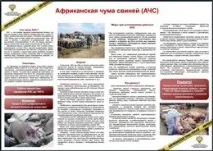 УВАГА! АФРИКАНСЬКА ЧУМА Свиней! ЦЕ НЕБЕЗПЕЧНО, Новохаритонівське чума