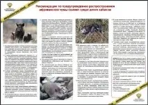 УВАГА! АФРИКАНСЬКА ЧУМА Свиней! ЦЕ НЕБЕЗПЕЧНО, Новохаритонівське чума