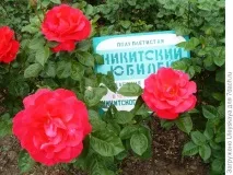 Виставка троянд Нікітського ботанічного саду троянд