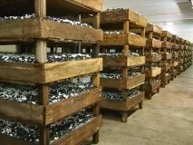 Вирощування печериць як бізнес у підвалі підвалі
