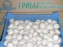 Вирощування печериць як бізнес у підвалі печериць