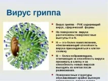 Вірус грипу – симптоми, різновиди, профілактика, лікування різновиди