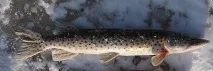 Смачні котлети з щуки, фото з щучих котлет котлети