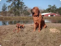 bloodhound снимки