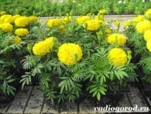 Чорнобривці. Опис та догляд за чорнобривцями догляд