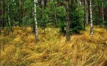 почви блатни почви