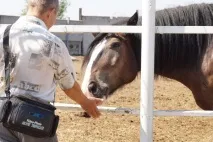 научиха конете