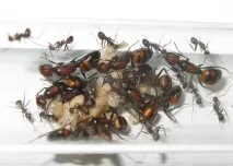 camponotus съдържание