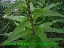 Що робити з ліліями після цвітіння після