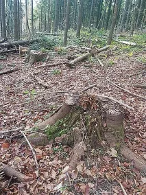 чорні