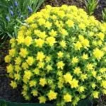 Квіти для саду (47 фото) прості у догляді, невибагливі для лінивих, красиві однолітники, великі прості