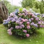 Квіти для саду (47 фото) прості у догляді, невибагливі для лінивих, красиві однолітники, великі фото