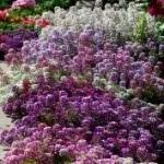 Квіти для саду (47 фото) прості у догляді, невибагливі для лінивих, красиві однолітники, великі квіти