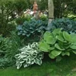 Квіти для саду (47 фото) прості у догляді, невибагливі для лінивих, красиві однолітники, великі прості
