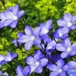 Квіти для саду (47 фото) прості у догляді, невибагливі для лінивих, красиві однолітники, великі квіти