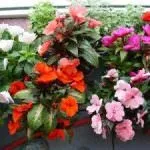 Квіти для саду (47 фото) прості у догляді, невибагливі для лінивих, красиві однолітники, великі квіти