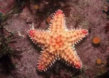 какво какво