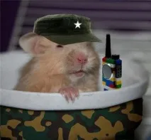 какво koresh