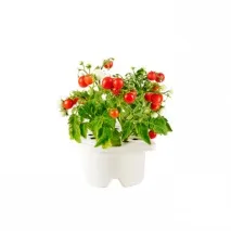 grow домати