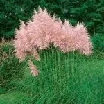 декоративни зърнени култури