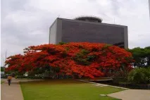 royal delonix