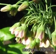 Nectaroscordum Nectaroscordum Nectaroscordum Nectaroscordum