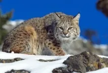 тварини
