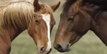екстракт конска