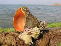 нейно
