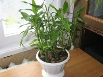 отглеждане dracaena