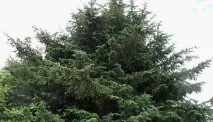 Ялина опис з фото та види – сибірська, чорна, Сітхінська, Енгельмана опис
