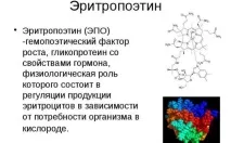 еритропоетин костния мозък