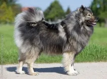 eurasier eurasier