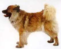 eurasier eurasier
