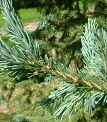 Ялина опис з фото та види – сибірська, чорна, Сітхінська, Енгельмана опис