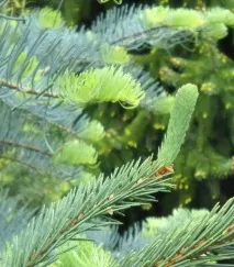 Ялина опис з фото та види – сибірська, чорна, Сітхінська, Енгельмана опис
