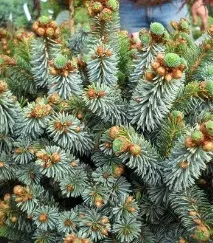 Ялина опис з фото та види – сибірська, чорна, Сітхінська, Енгельмана опис