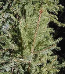 Ялина опис з фото та види – сибірська, чорна, Сітхінська, Енгельмана опис
