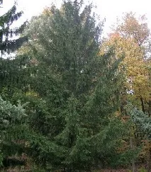 Ялина опис з фото та види – сибірська, чорна, Сітхінська, Енгельмана ялина