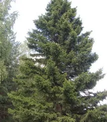 Ялина опис з фото та види – сибірська, чорна, Сітхінська, Енгельмана опис