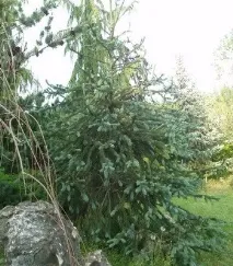 Ялина опис з фото та види – сибірська, чорна, Сітхінська, Енгельмана фото