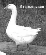 Введення, Обґрунтування вибору породи гусей для розведення в господарстві - Загальні рекомендації щодо обґрунтування
